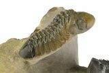 Flying Paralejurus Trilobite With Crotalocephalina & Reedops #323480-6